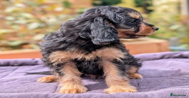 Cavapoo dogs - Advert 5