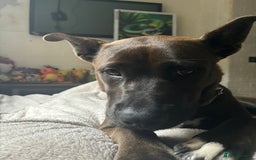 Mixed Breed dogs for sale: Cane Corso Cross  - Image 1