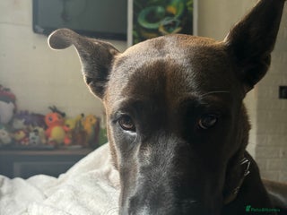 Mixed Breed dogs - Advert 1