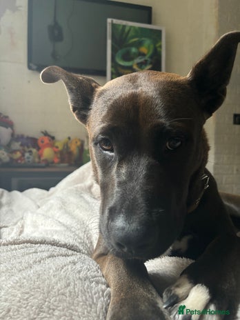 Mixed Breed dogs - Advert 1