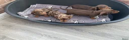Dachshund dogs for sale: Miniature Dachshund puppies for sale  - Advert 11
