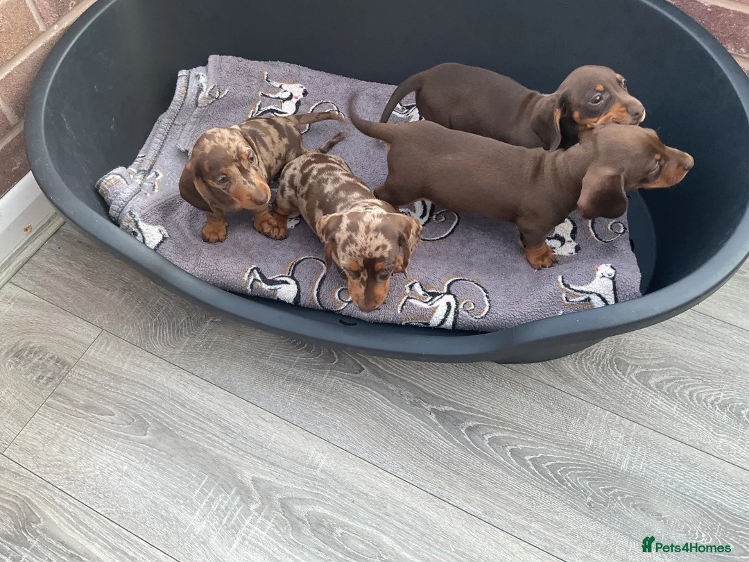 Dachshund dogs for sale: Miniature Dachshund puppies for sale  - Advert 11