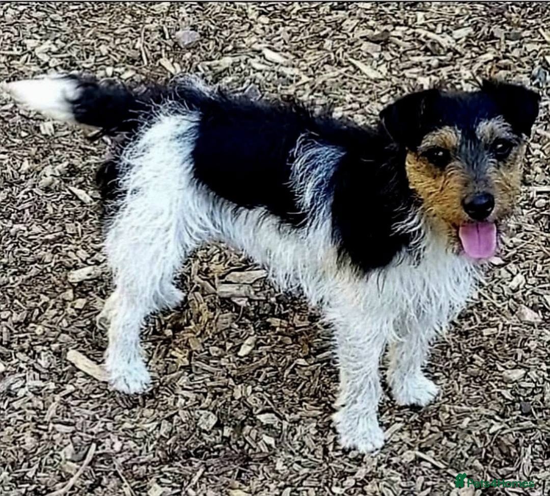 Mixed Breed dogs for sale: Two beautiful puppies looking for there new home  - Advert 6