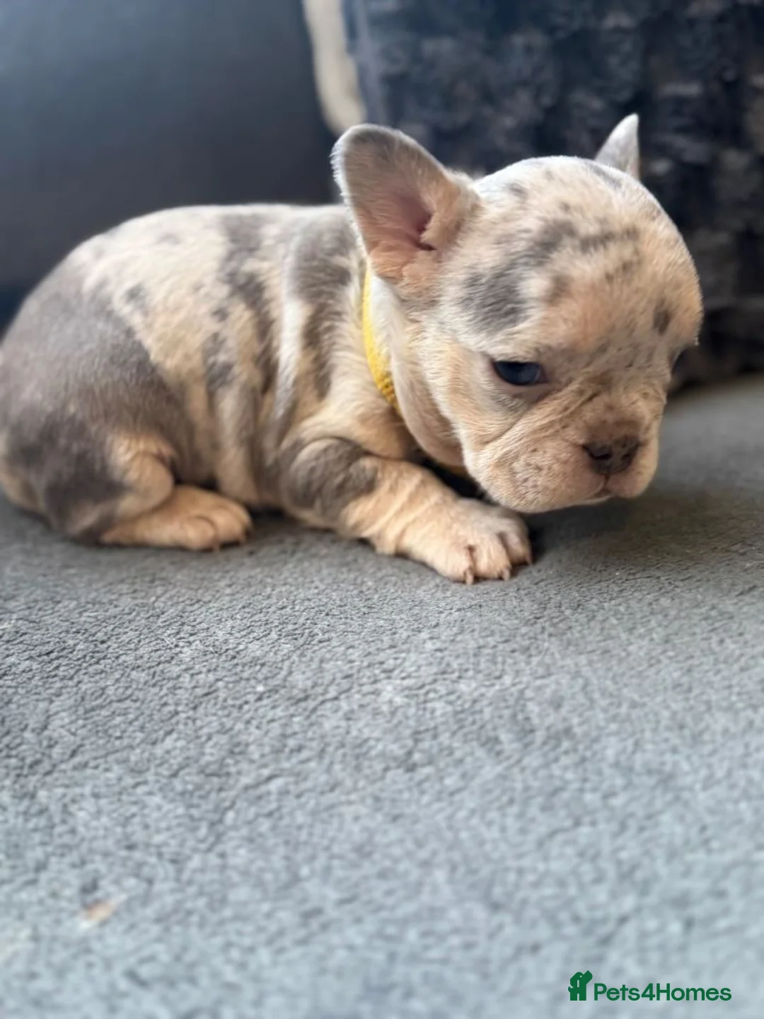 French Bulldog dogs for sale: Adorable French Bulldog Puppies - Advert 3