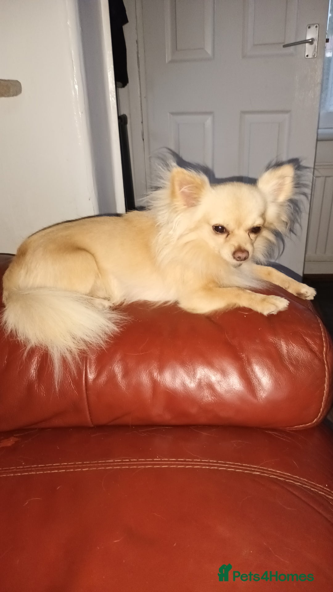 Chihuahua dogs for stud: 2kg small chihuahua stud - Image 4