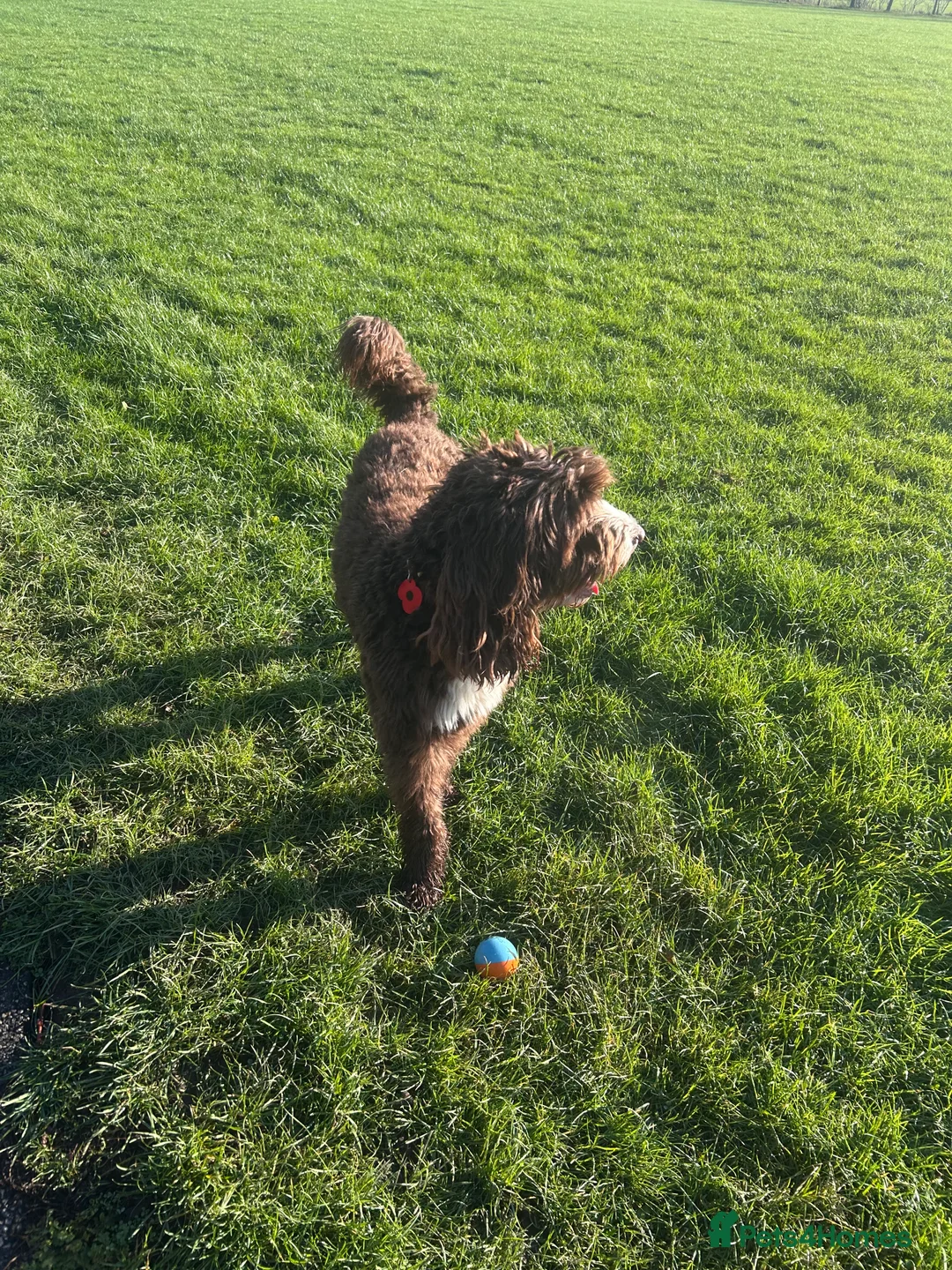 Mixed Breed dogs for stud: Sproodle labdradoodle cross to stud no charge - Advert 2