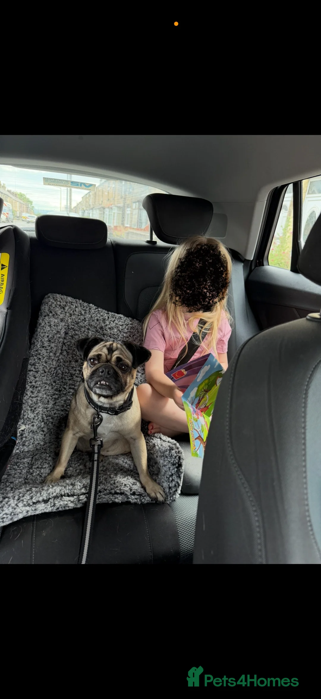 Pug dogs for sale: 🐾 Loving Home Needed for Minnie 🐾 - Advert 2