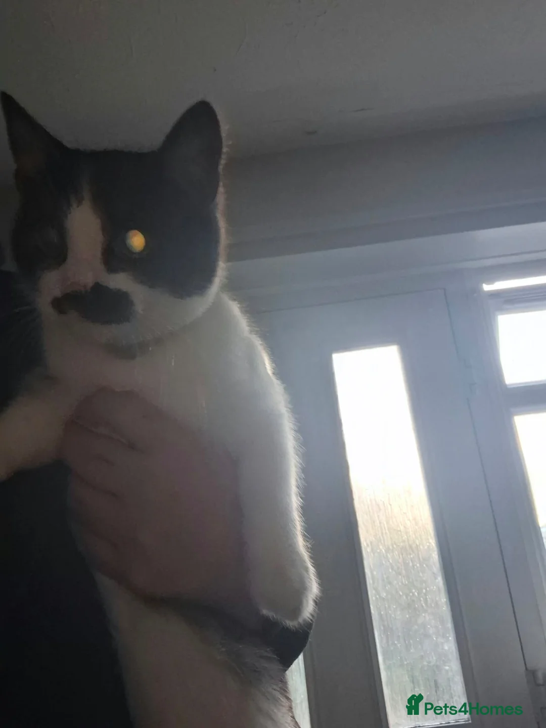 Mixed Breed cats for sale: 6 month old female cat  - Advert 2