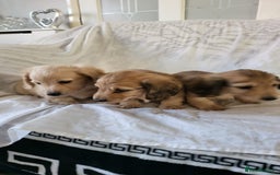 Dachshund dogs for sale: Miniature dachshunds - Image 27