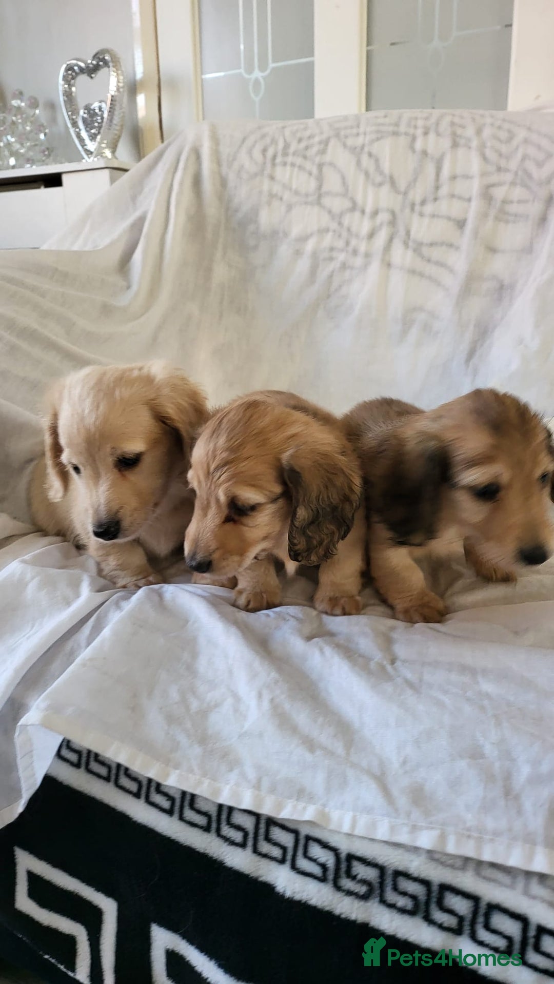 Dachshund dogs for sale: Miniature dachshunds - Image 27