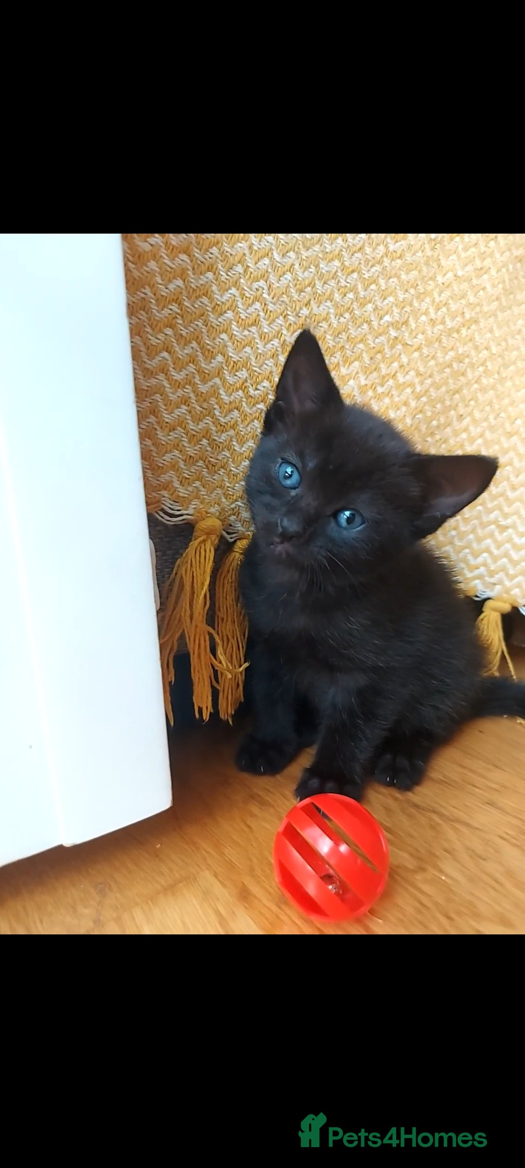 Mixed Breed cats 5 lovely kittens 😸 ♥️  - Advert 2