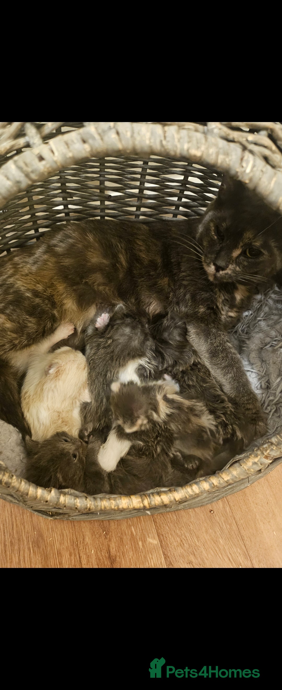 Mixed Breed cats 9 week old kittens looking forever homes - Advert 2