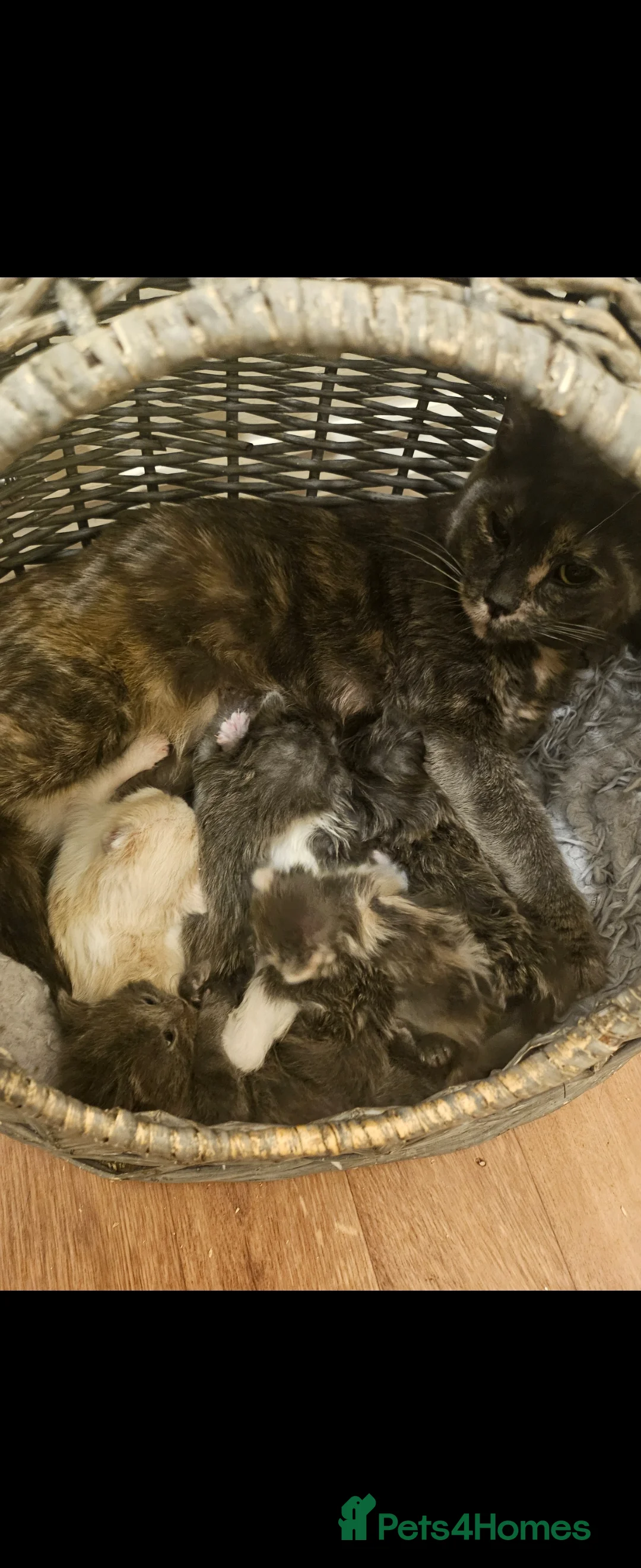 Mixed Breed cats for sale: 9 week old kittens looking forever homes - Advert 1