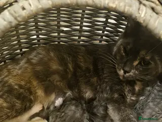 Mixed Breed cats 9 week old kittens looking forever homes - Advert 2