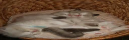 Ragdoll cats for sale: Bicolor/Lynx Ragdoll Kittens - TICA Registered  - Advert 11