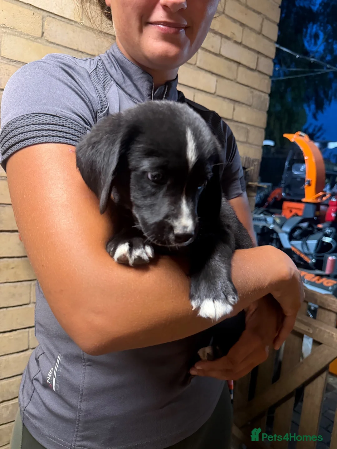 Mixed Breed dogs for sale: Bernese mountain dog x Labrador Puppys  - Advert 2