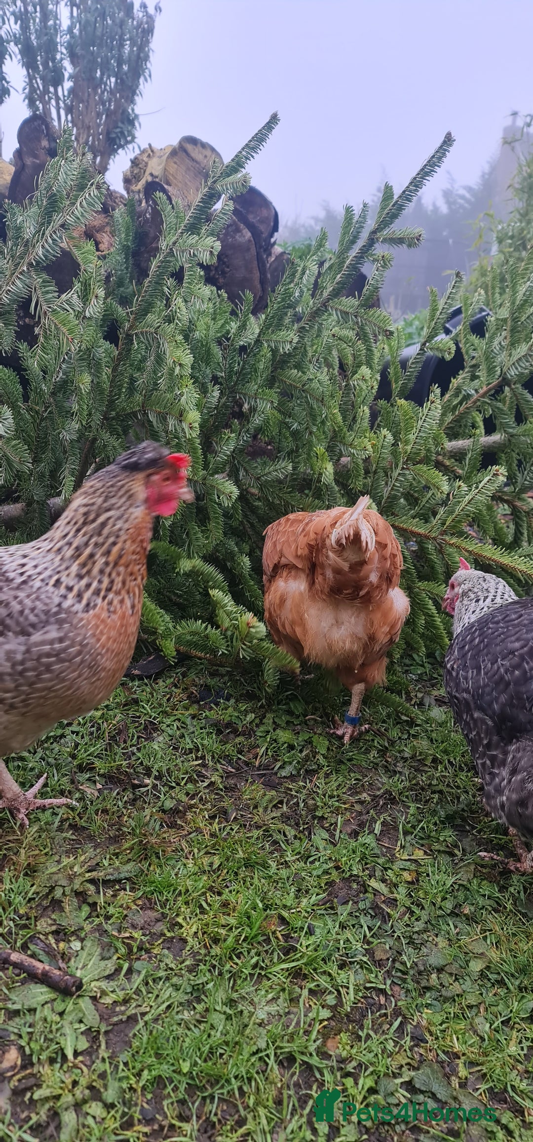 Chickens poultry for sale: Mixed flock ducks, chickens geese - Advert 8