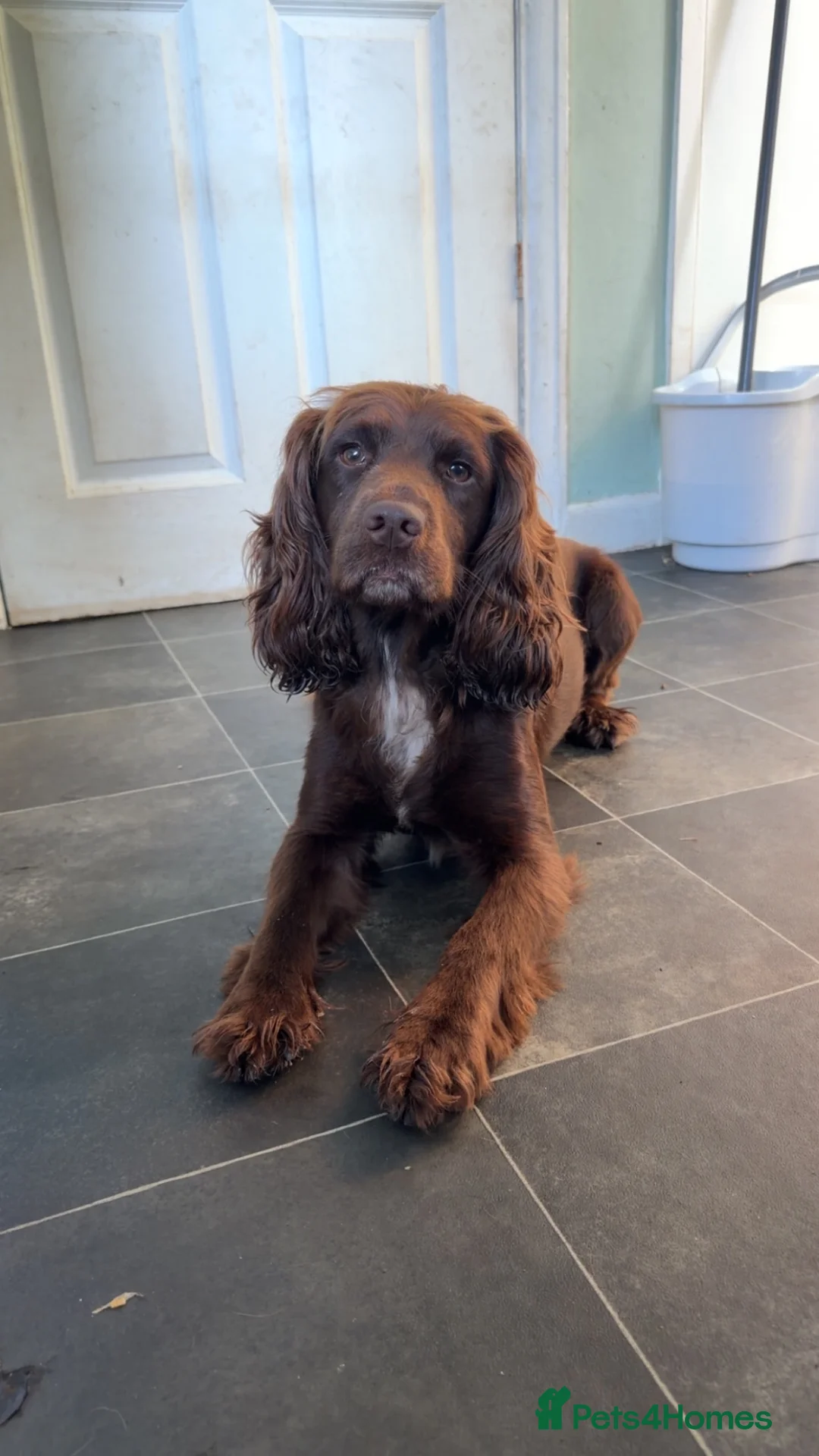Sprocker dogs for sale: Kc Cocker spaniel / sprocker spaniel 10 pups - Advert 2