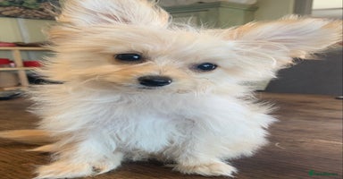 Pomapoo dogs - Advert 1