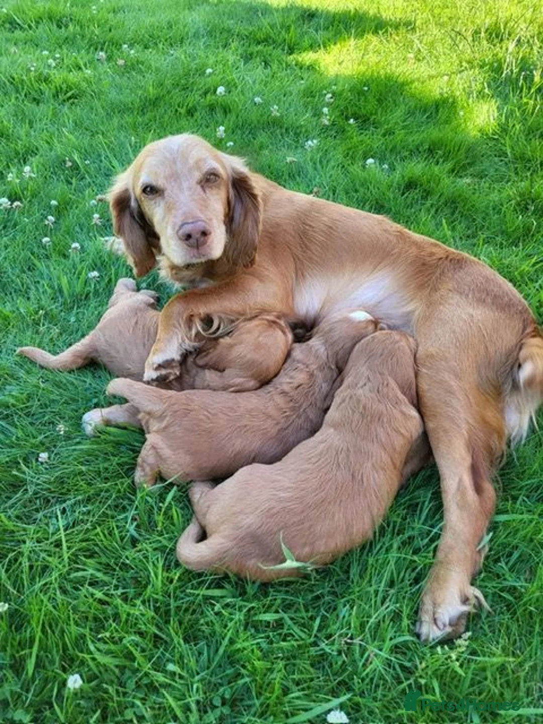 Cocker Spaniel dogs for sale: Cocker spaniel cross show cocker pups in Chard - Advert 1