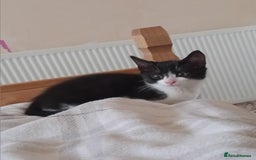 Mixed Breed cats for sale: 14 week old kitten for sale  - Image 3