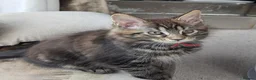 Maine Coon cats for sale: Chunky loveable Maine Coon Boy - Advert 8