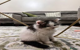 Ragdoll cats for sale: 2 half ragdoll kittens - 1 male 1 female - Image 7