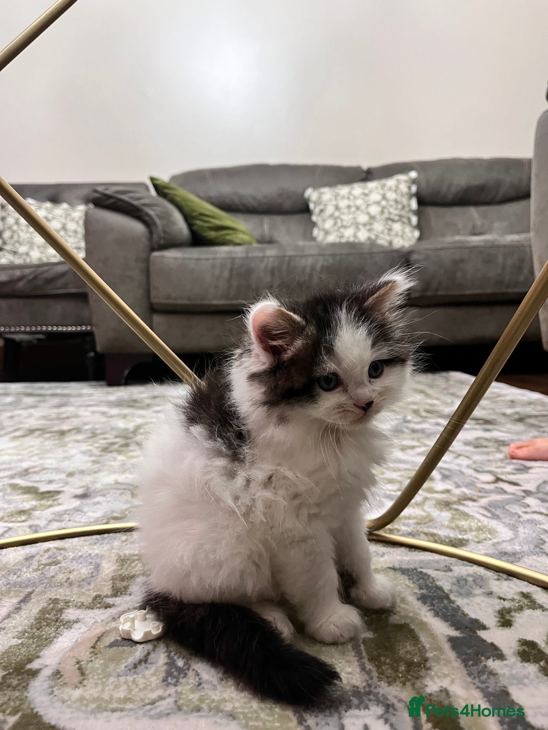 Ragdoll cats for sale: 2 half ragdoll kittens - 1 male 1 female - Image 7