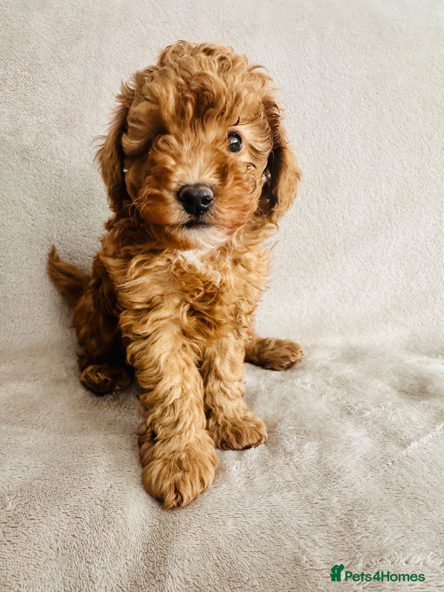 Toy Poodle dogs Pure Bred Red Boy Toy Poodle (KC generation)  - Advert 17