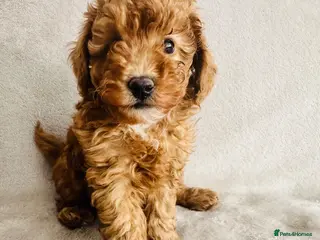 Toy Poodle dogs Pure Bred Red Boy Toy Poodle (KC generation) - Advert 1