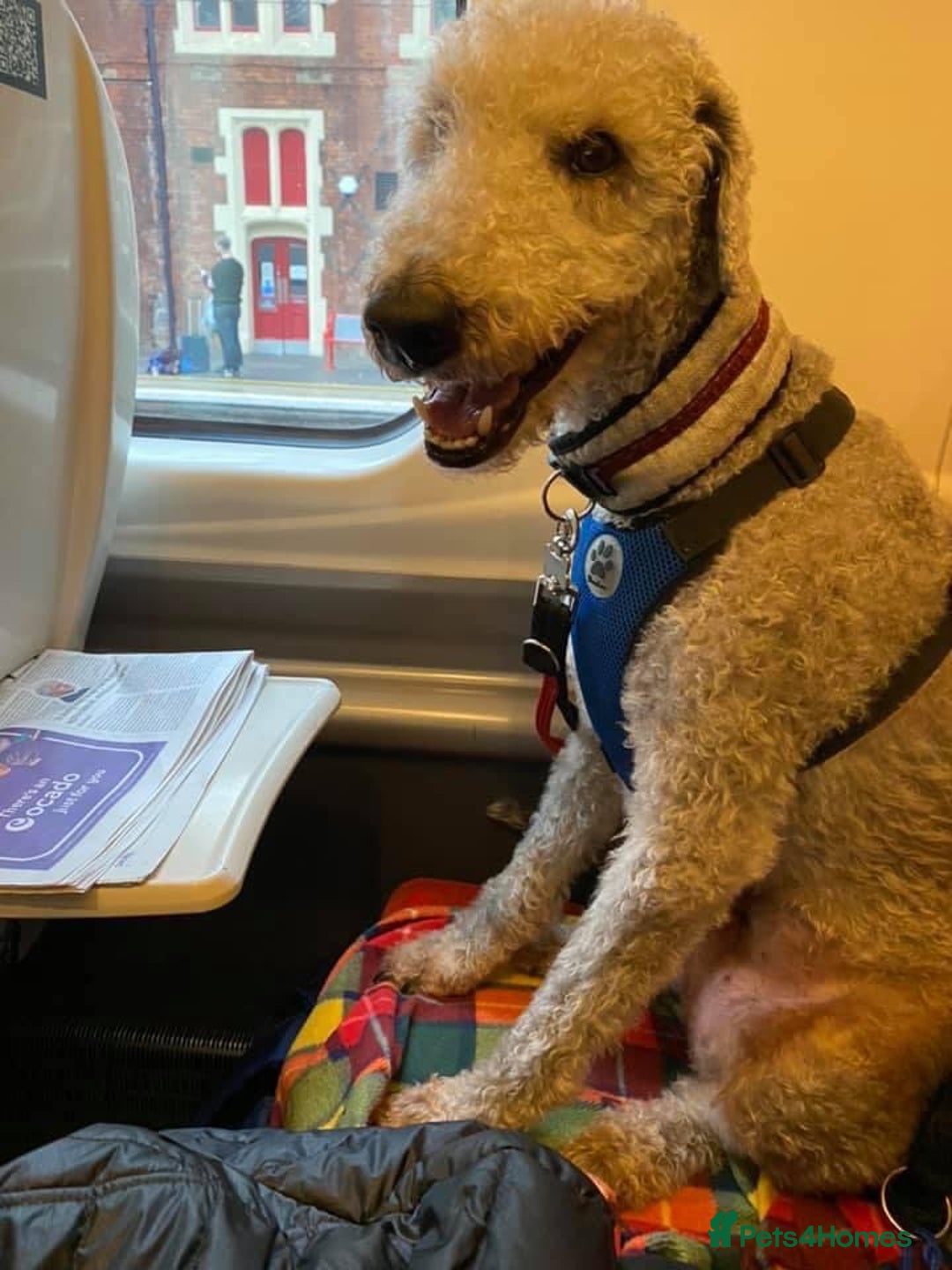 Mixed Breed dogs for sale: Beautiful Bedlington/Greyhound Cross  - Advert 18