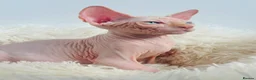 Sphynx cats for sale: Beautiful Canadian Sphynx Kittens Available 💎 - Advert 14