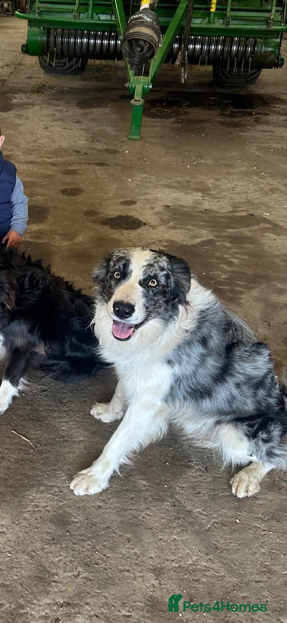 Border Collie dogs for sale: Beautiful Border Collie Puppies  - Advert 22