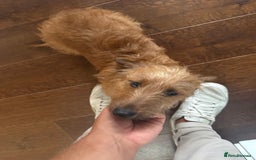 Miniature Dachshund dogs for sale: Wired Hair Miniature Dachshund For Rehomimg   - Advert 2