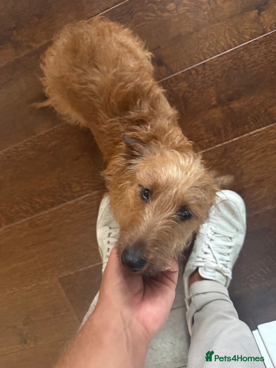 Miniature Dachshund dogs for sale: Wired Hair Miniature Dachshund For Rehomimg   - Advert 2