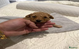 Maltipoo dogs for sale: Toy poodle puppy for sale maltipoo - Image 7