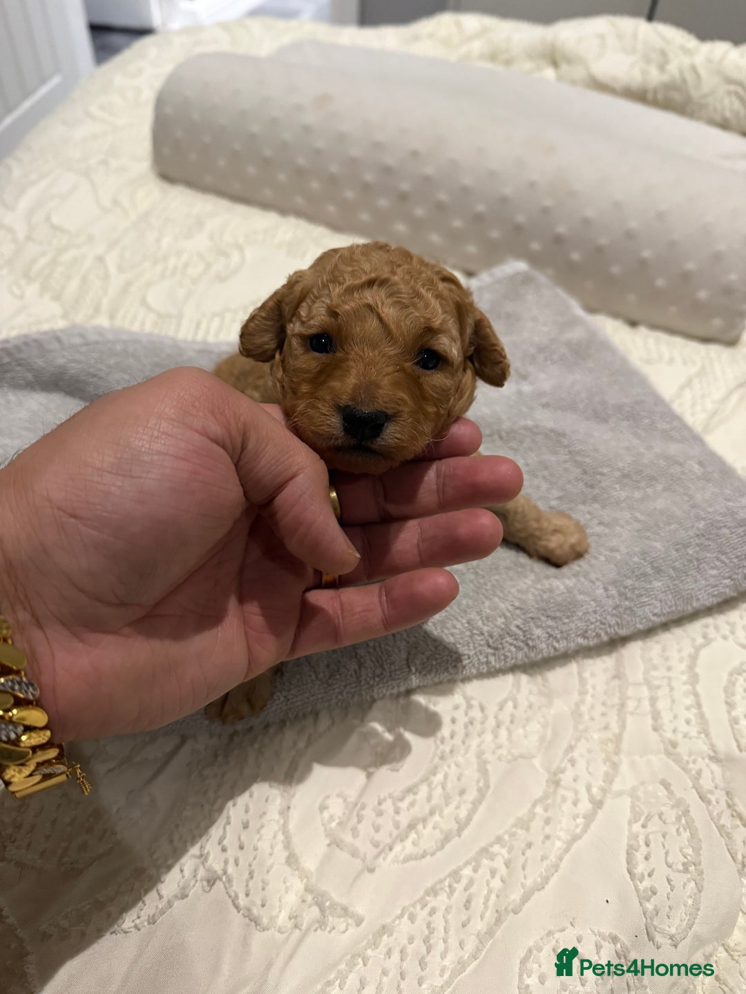 Maltipoo dogs for sale: Toy poodle puppy for sale maltipoo - Image 7