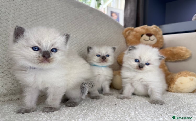 Ragdoll cats - Advert 2