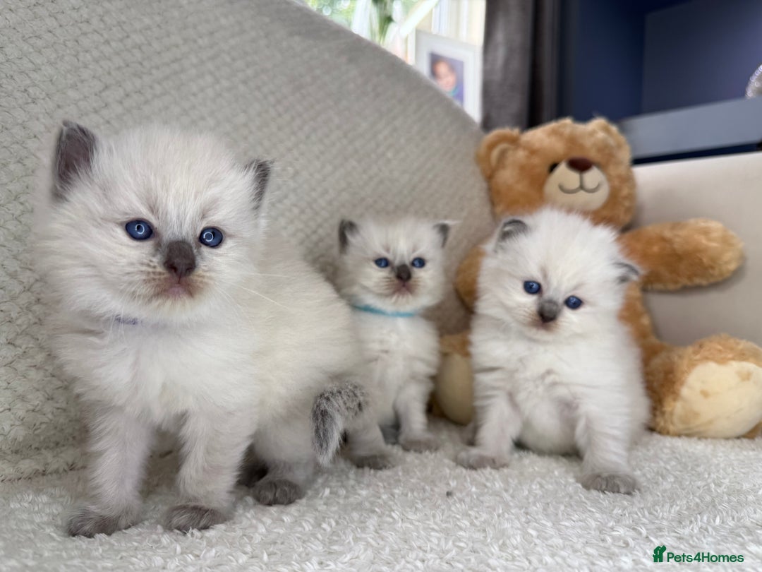 Ragdoll cats for sale: Stunning Bluepoint Ragdoll Kittens for sale - Image 1