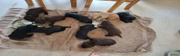 Cocker Spaniel dogs for sale: Cocker spaniels ready to reserve - Advert 3