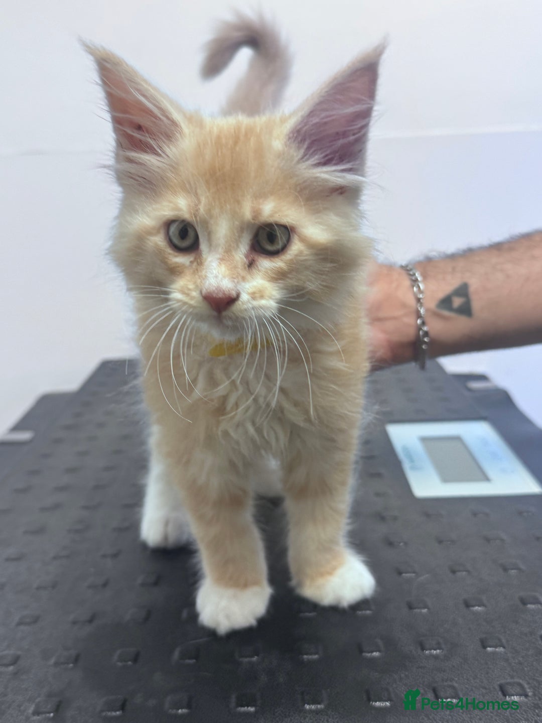 Maine Coon cats for sale: Final kitten left 🧡💛🧡💛 - Image 5