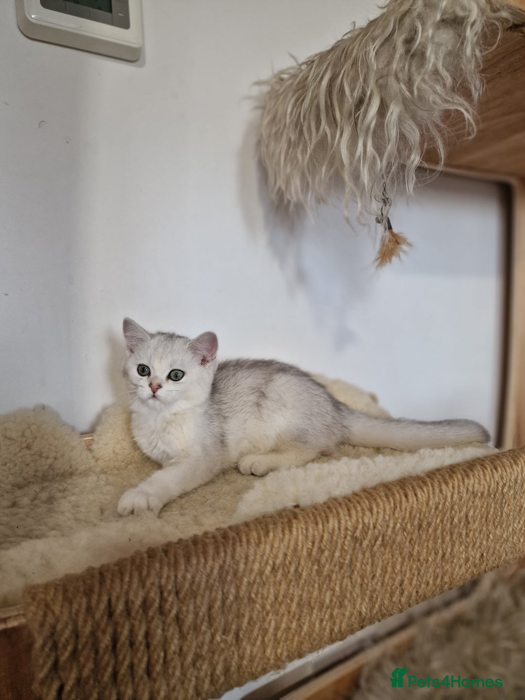British Shorthair cats for sale: PEDIGREE BRITISH SHORT HAIR READY NOW !!! - Image 9