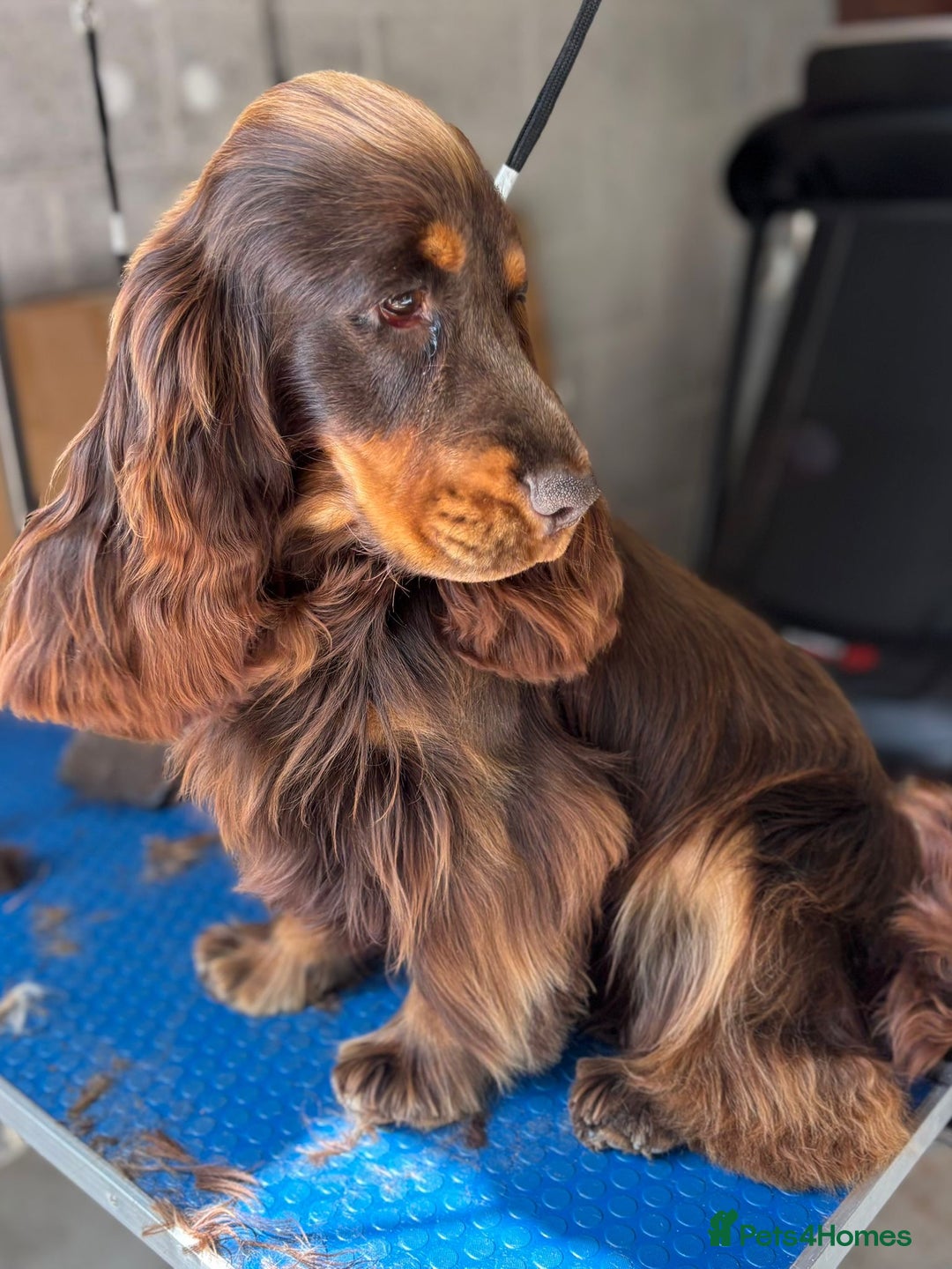 Cocker Spaniel dogs for sale: 🐾[Simbawood Lines]KC Show Cocker Spaniels🐾 - Advert 24