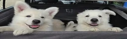 White Swiss Shepherd dogs for sale: Last girl ready now KC registered  WSS in Boston - Advert 1