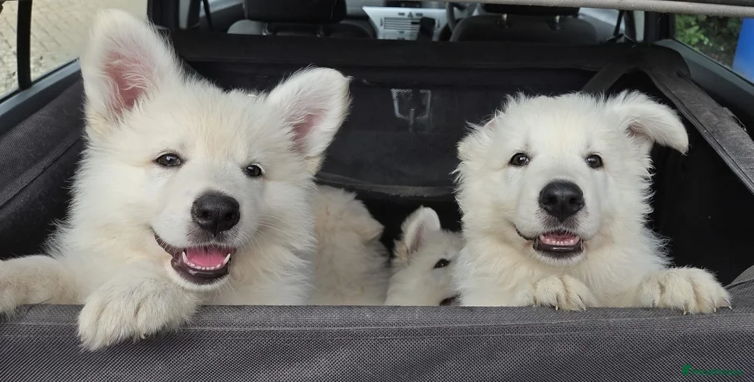 White Swiss Shepherd dogs for sale: Last girl ready now KC registered  WSS in Boston - Advert 1