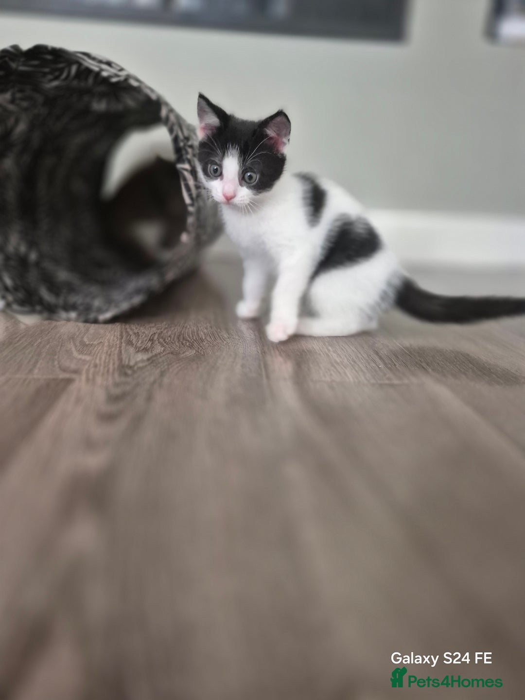 Mixed Breed cats for sale: Beautiful kittens  - Image 3