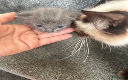 Ragdoll cats for sale: Cross ragdoll and british blue - Image 4