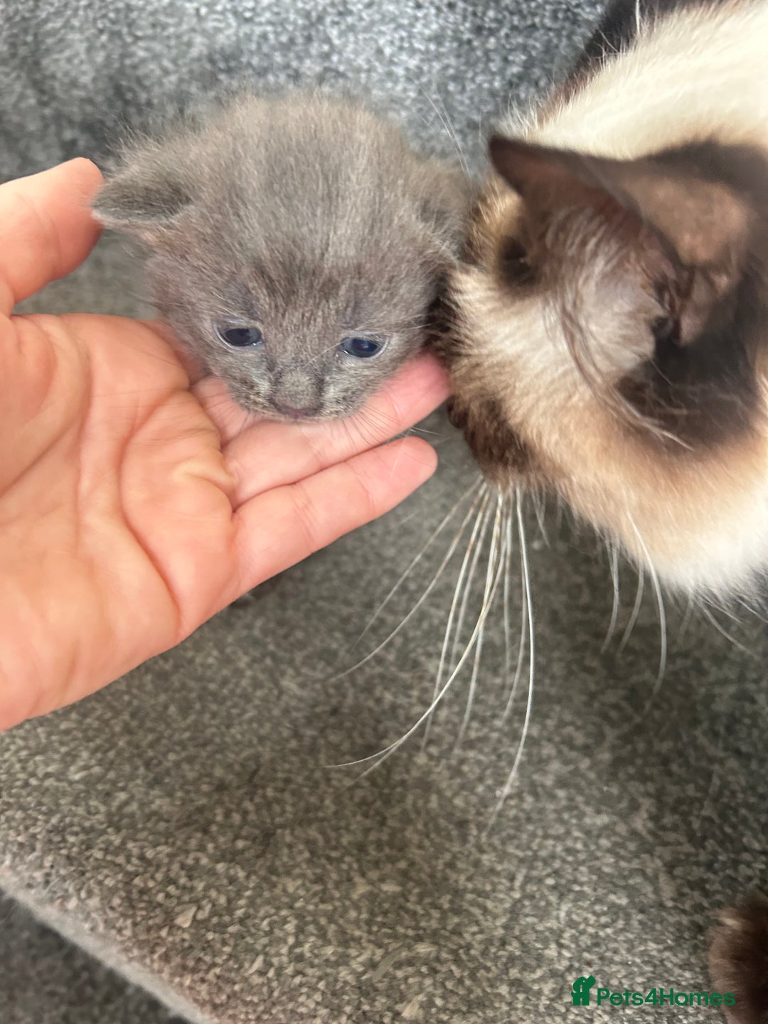 Ragdoll cats for sale: Cross ragdoll and british blue - Image 4