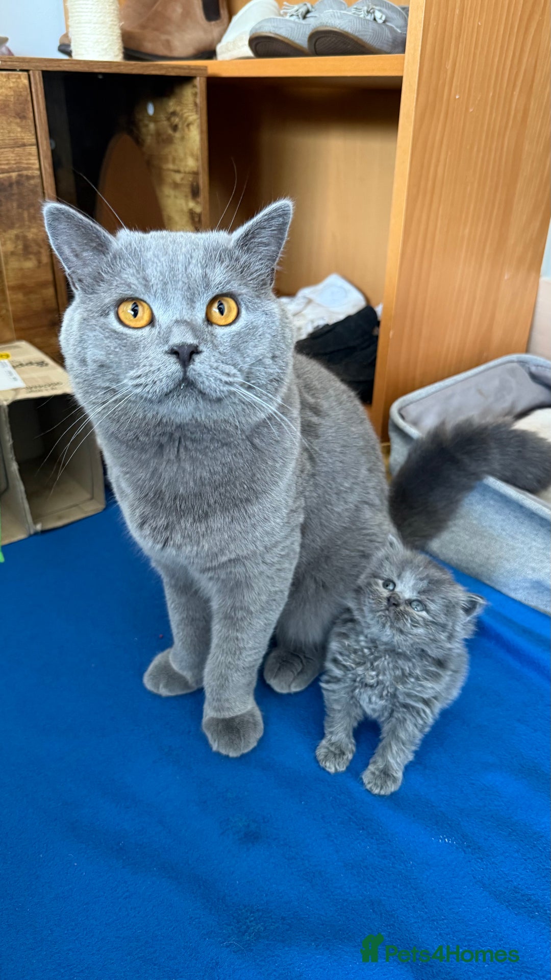 British Shorthair cats for sale: Adorable British shorthair kittens  - Image 7