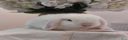 Mini Lop rabbits for sale: Baby Mini Lop Rabbits  - Advert 5